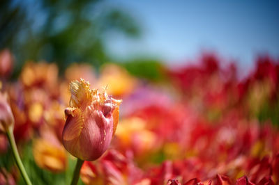 Close-up of pink flower blooming outdoors