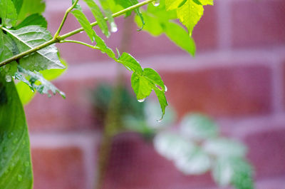 Close-up of wet plant leaves