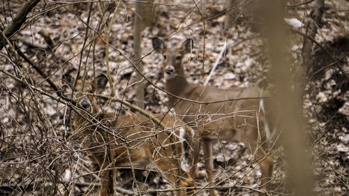 Close-up of dry plant on field
