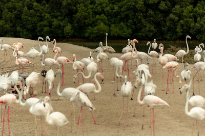 Flock of birds in the field