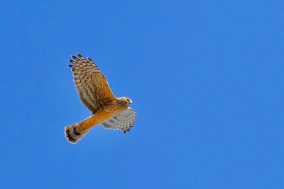 Low angle view of eagle flying against clear blue sky