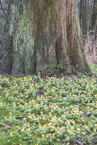 Close-up of flowers growing in forest