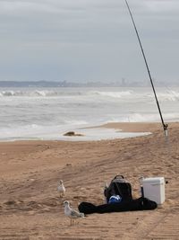High angle view of seagull on beach