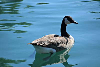 Close-up of duck swimming in lake