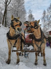 View of an animal on snow