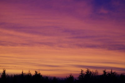 Silhouette trees against orange sky