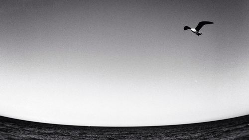 Seagull flying over sea