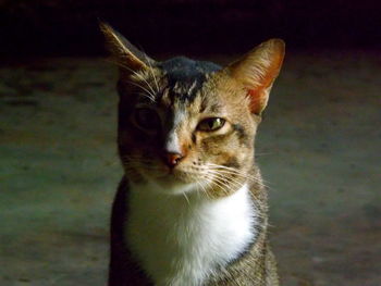 Close-up portrait of cat looking at camera