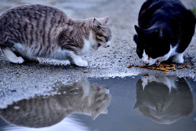 Cats in a water