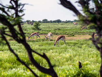 Horses grazing in a field