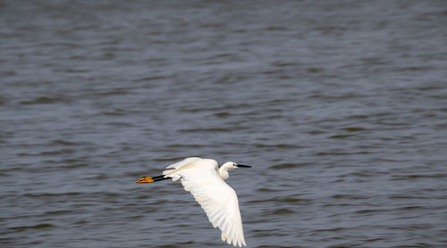 Seagull flying over a sea