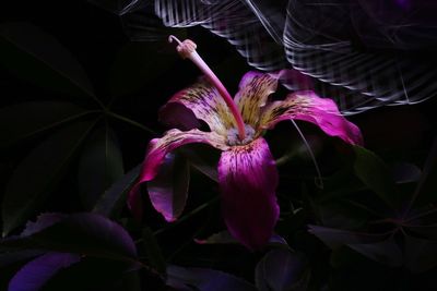 Close-up of pink flowering plant