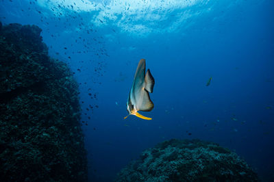 Fish swimming in sea