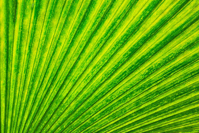 Full frame shot of palm leaves