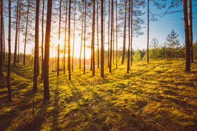 Pine trees in forest