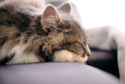 Close-up of cat sleeping