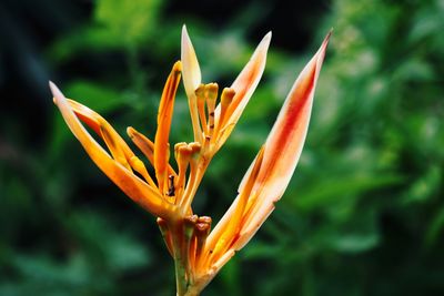 Close-up of orange flowering plant