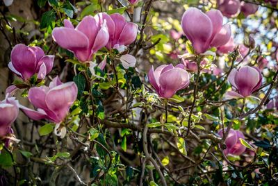 Close-up of pink flowers