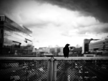 Close-up of bird perching on building against sky