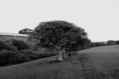 Trees on field against clear sky