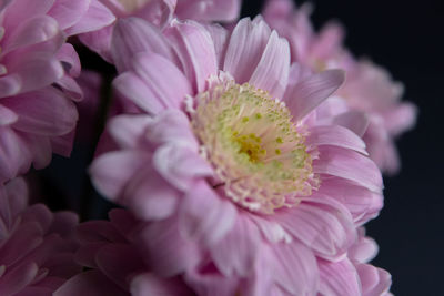 Close-up of pink flower