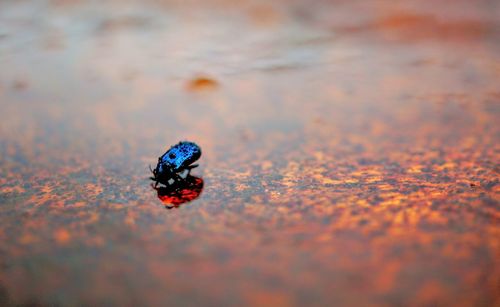 Close-up of ladybug on sand