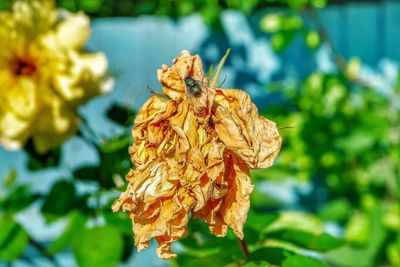 Close-up of wilted flower on plant