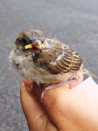 Close-up of bird perching on hand