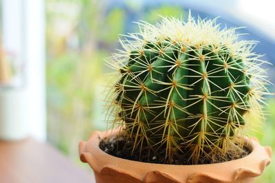 Close-up of cactus plant in pot