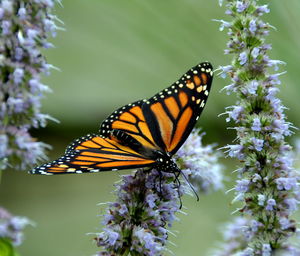 Close-up of butterfly on flower