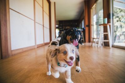 Portrait of dog at home