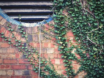 Ivy growing on brick wall