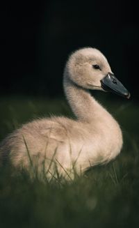 Close-up of a bird