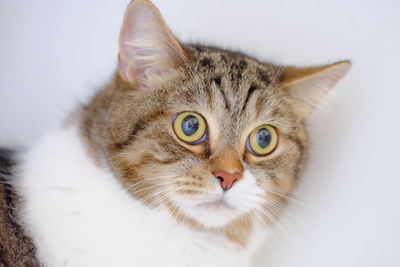 Close-up portrait of a cat