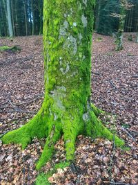 Moss growing on tree trunk