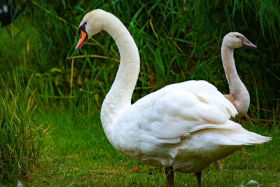 White swan in lake