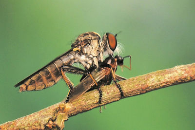 Close-up of insect