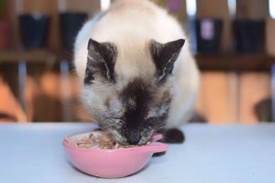 Close-up of cat eating food