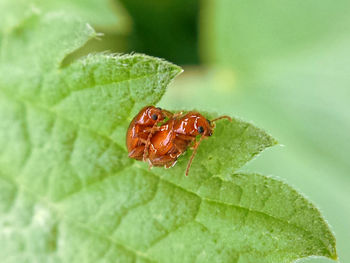 Close-up of insect on leaf