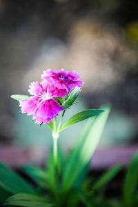 Close-up of pink flower blooming outdoors