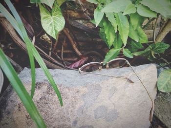 Close-up of insect on plant