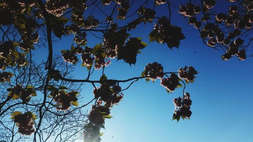 Low angle view of tree against clear blue sky