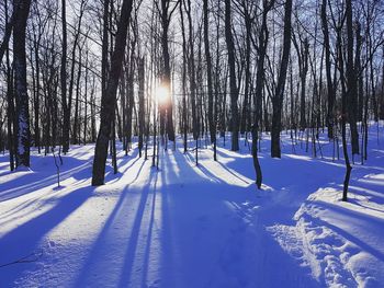 Trees on snow covered landscape