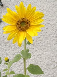 Close-up of yellow flower blooming outdoors