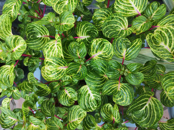 Full frame shot of green leaves