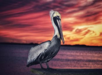 Close-up of a bird on beach