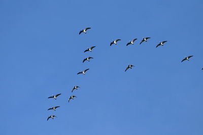 Low angle view of birds flying in the sky