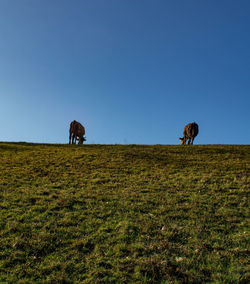 Horses in a field