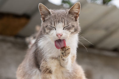 Close-up of a cat