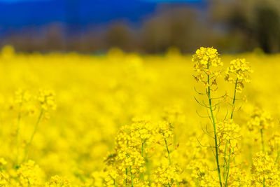 Scenic view of oilseed rape field